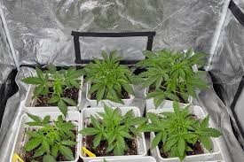 Discover the Best Marijuana Seeds Arizona Has to Offer Discover the Best Marijuana Seeds Arizona Has to Offer