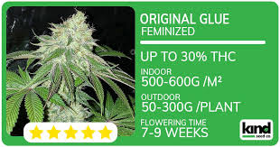 Discover the Best Marijuana Seeds Arizona Has to Offer Discover the Best Marijuana Seeds Arizona Has to Offer